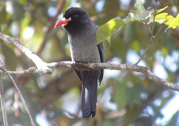 White-fronted Nunbird