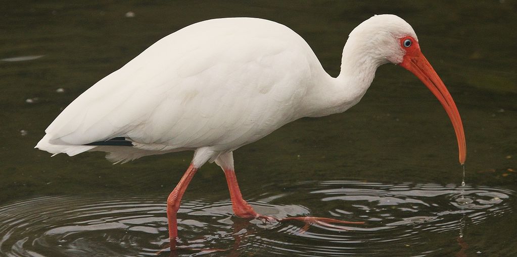 White Ibis