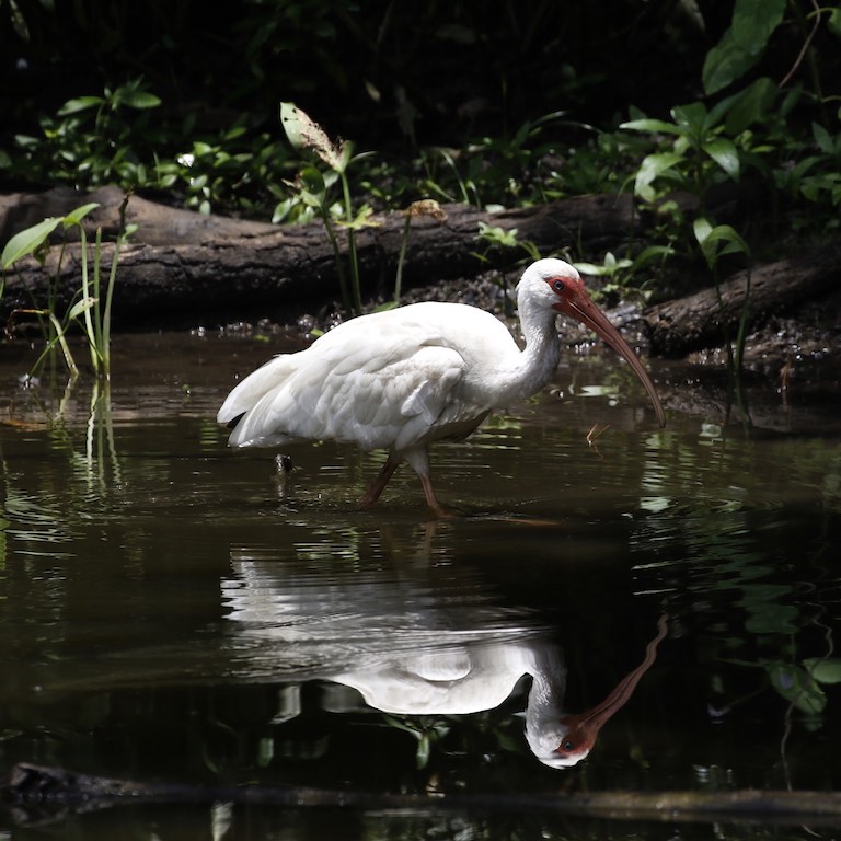 White Ibis