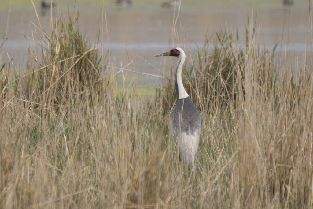 White Naped Crane - Hustai NP