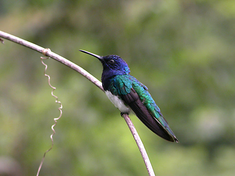 White-Necked Jacobin