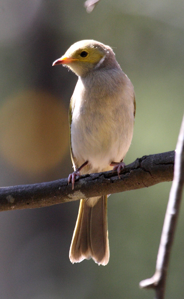 White-plumed Honeyeater