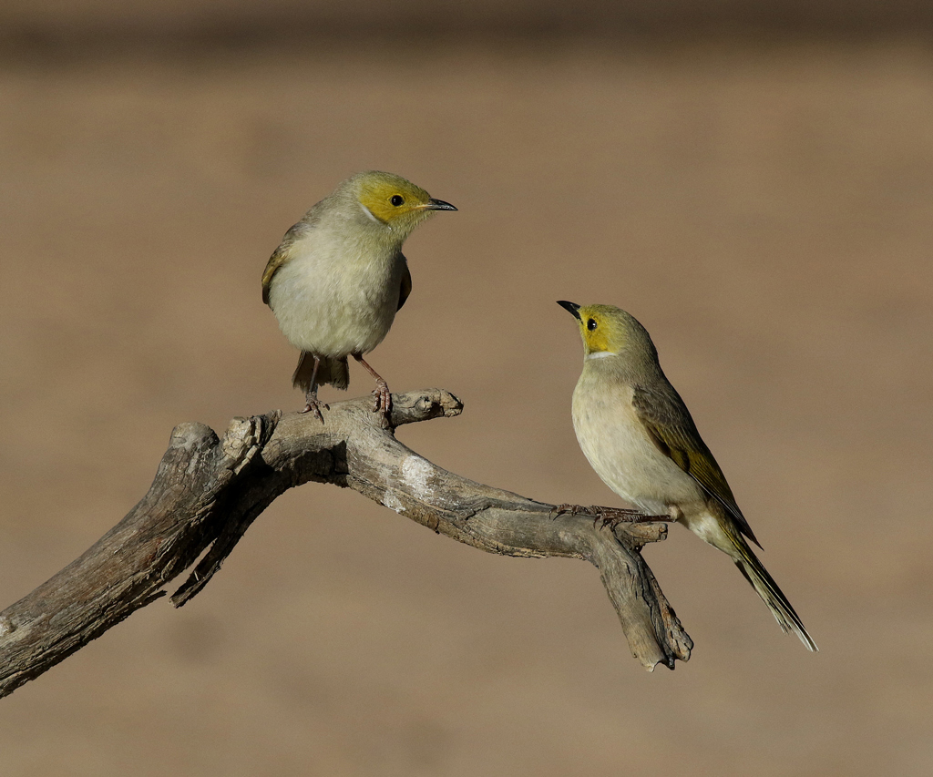 White-plumed Honeyeaters