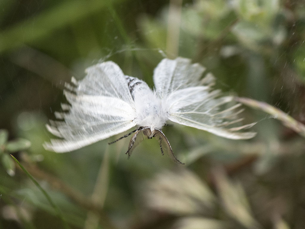 White satin moth in flight