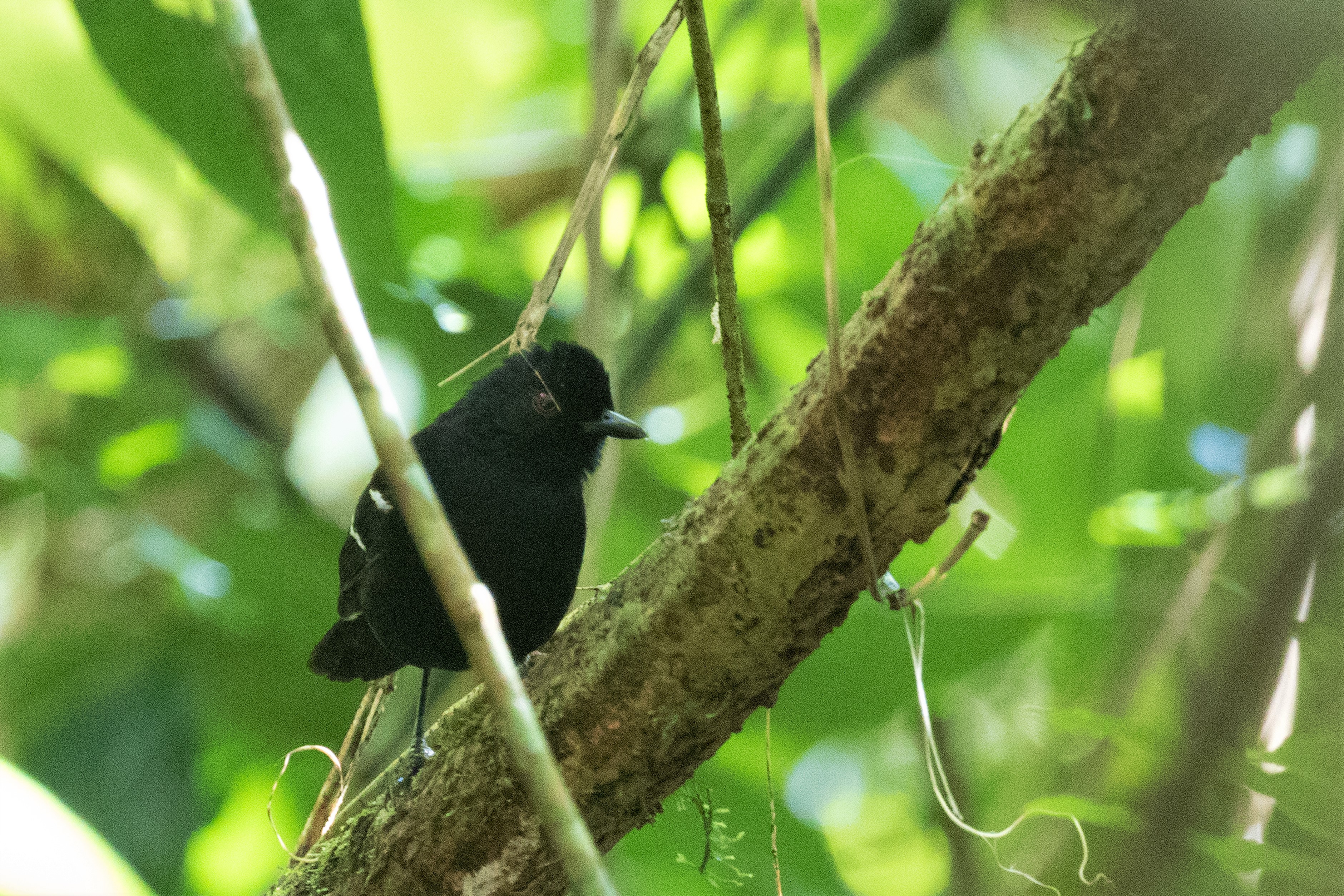 White-shouldered Fire-eye