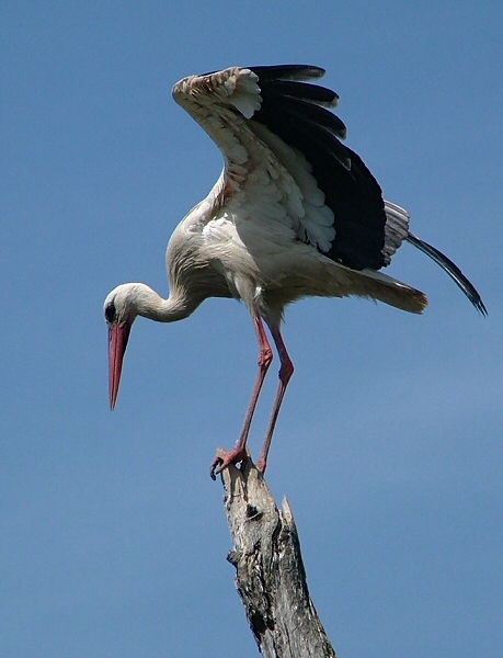 White stork