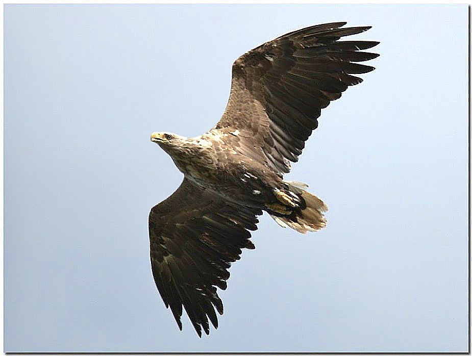 White-tailed Eagle