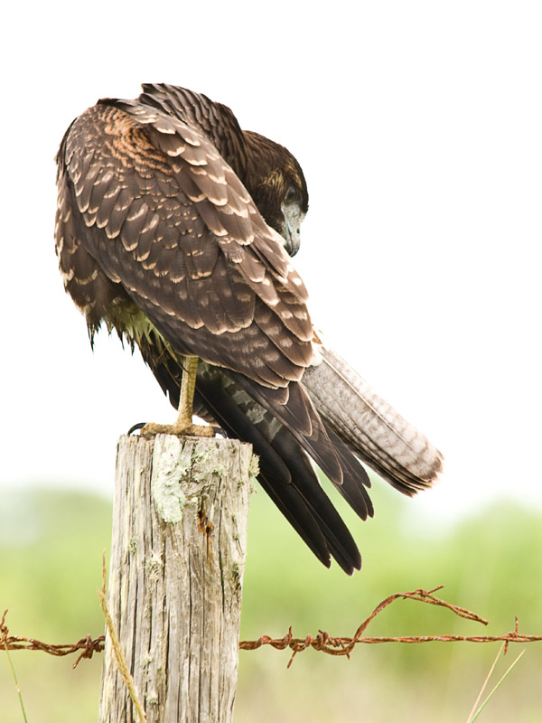 White-tailed Hawk #2