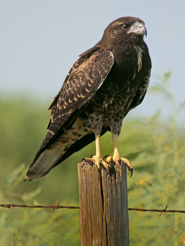 White-tailed Hawk