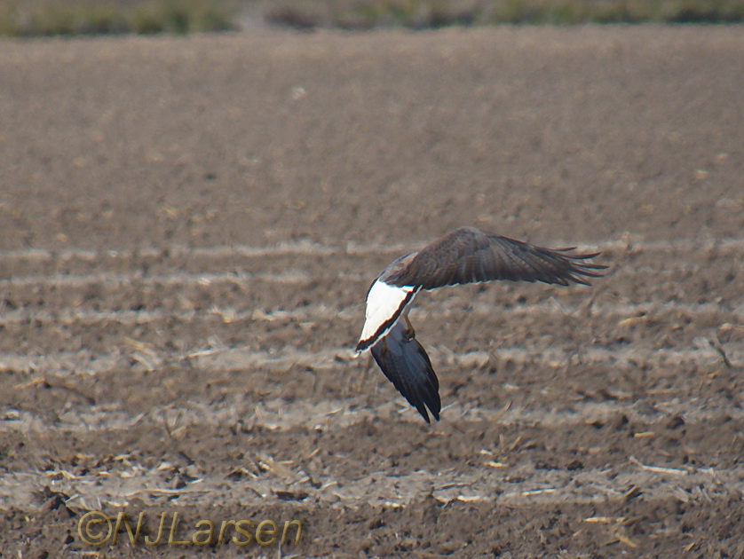 White-tailed Hawk