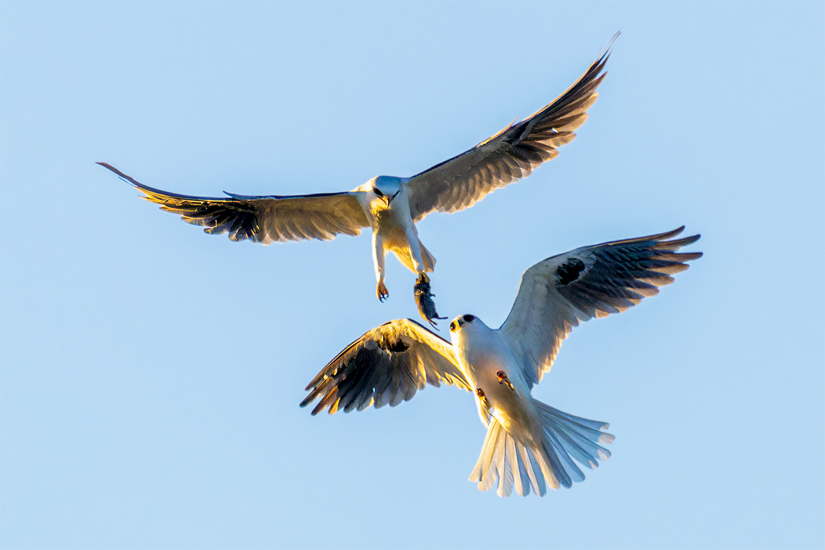 White Tailed Kites handing off prey to take back to the nest