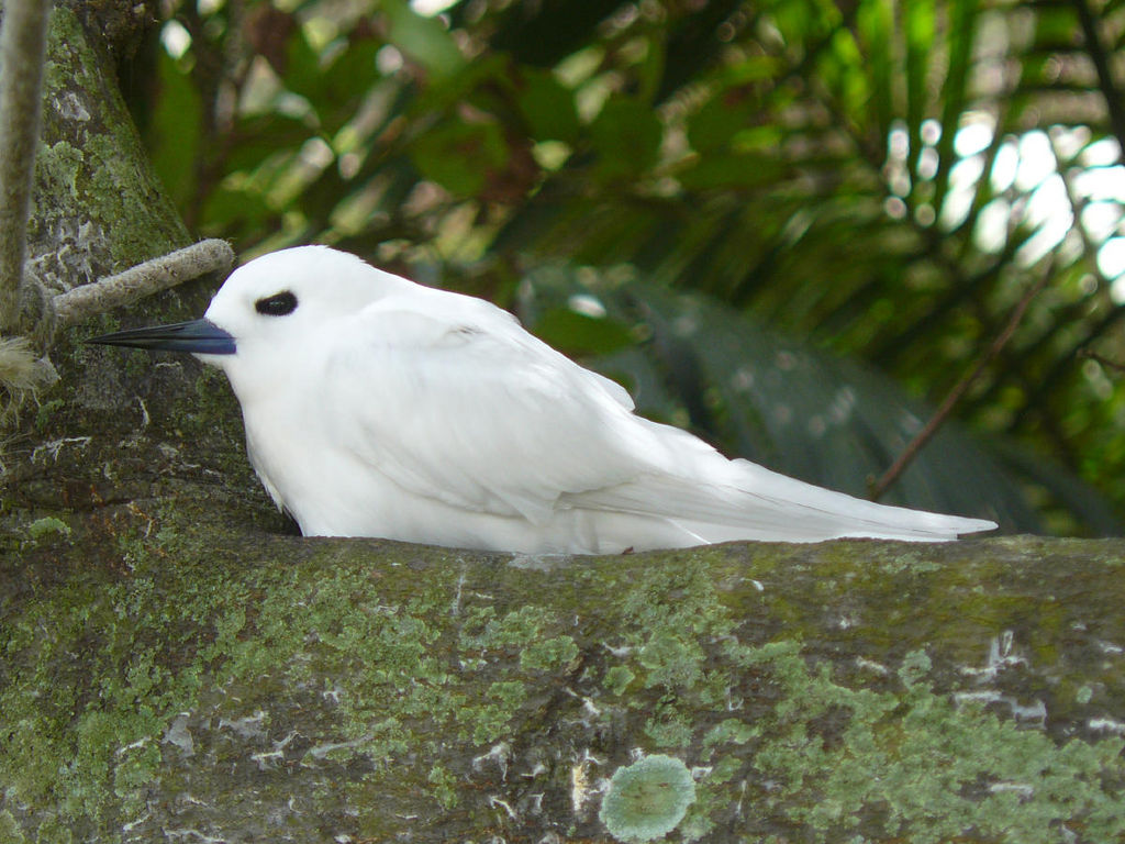 White Tern on branch