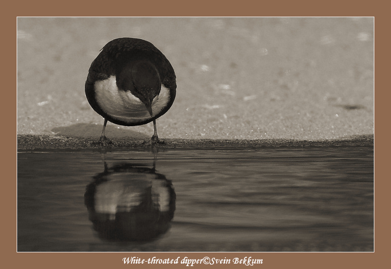 White-throated dipper