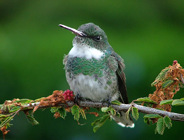 White-Throated hummingbird