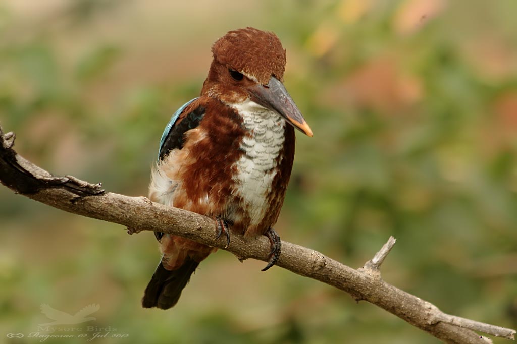 White-throated Kingfisher