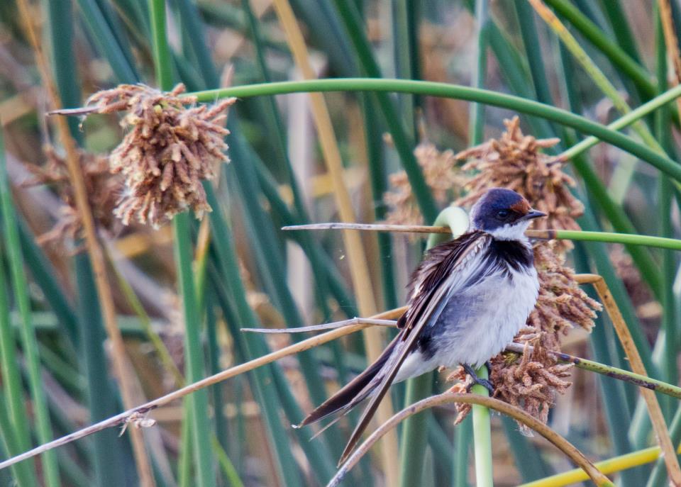 White Throated Swallow