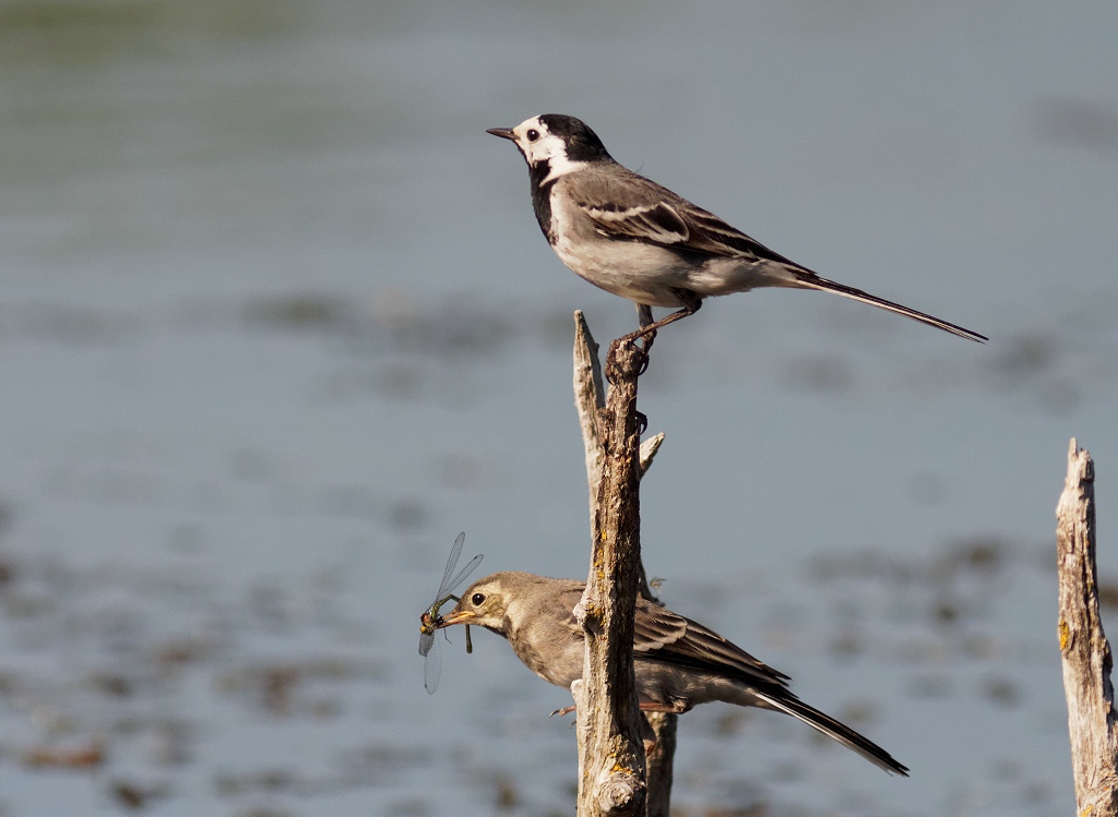 White Wagtail parent  returning with dinner