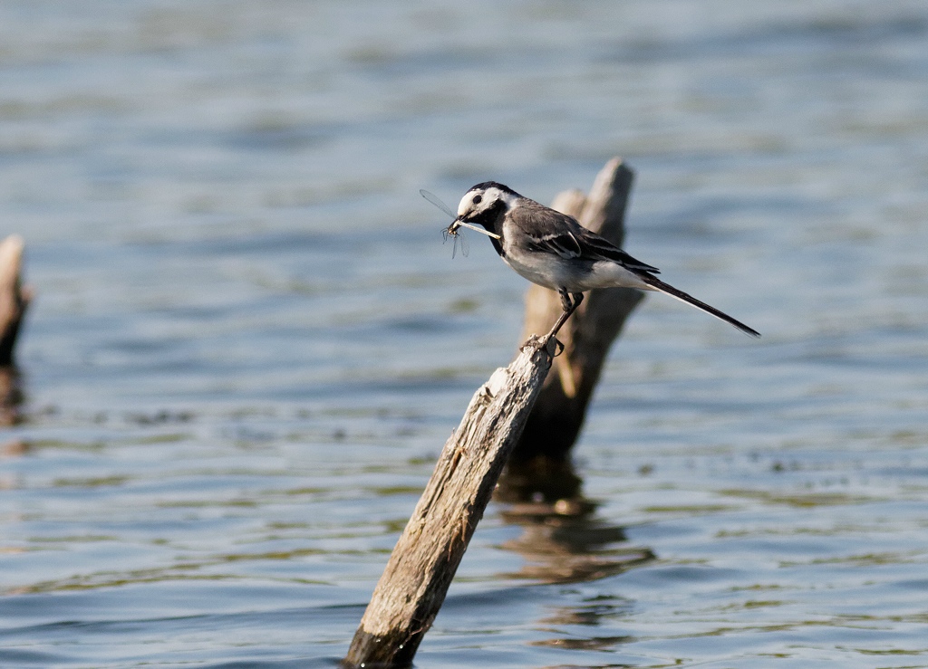 White Wagtail with fresh kill