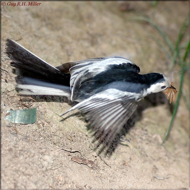 White Wagtail