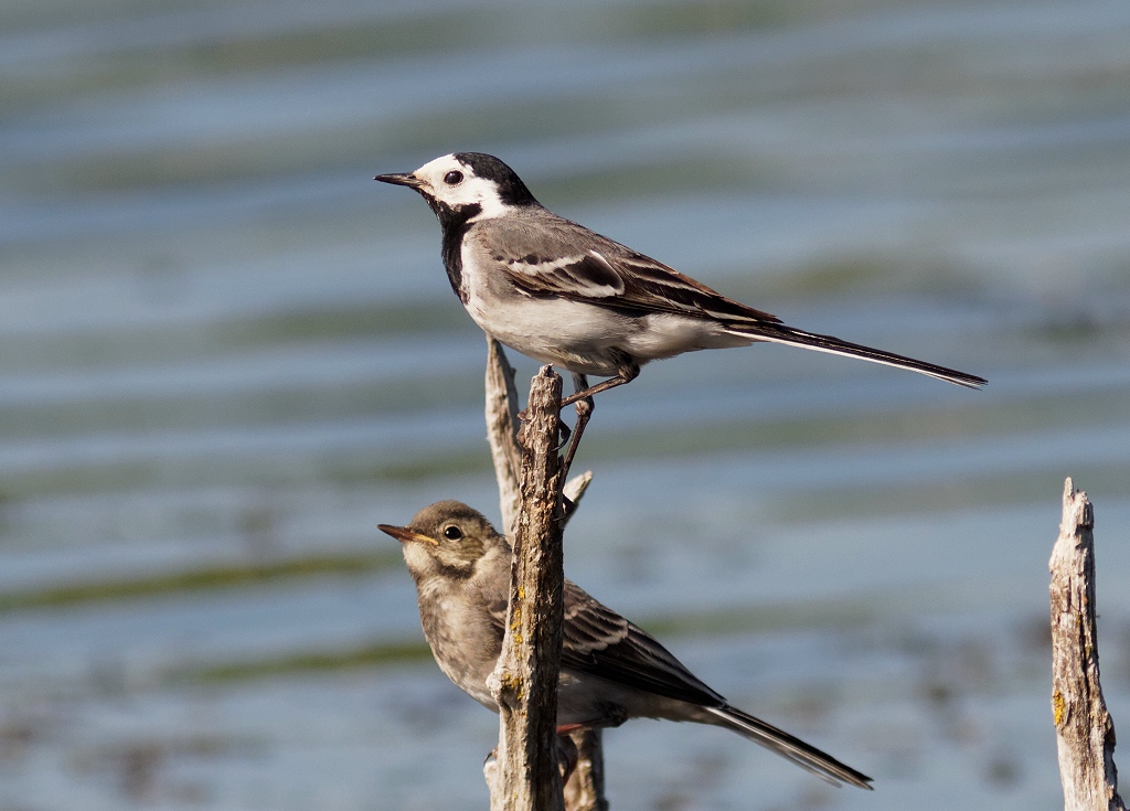 White Wagtails
