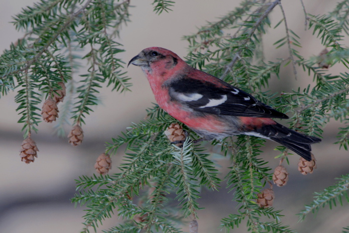 White-winged Crossbill, Melbourne Kentucky