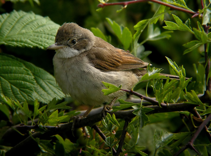 Whitethroat