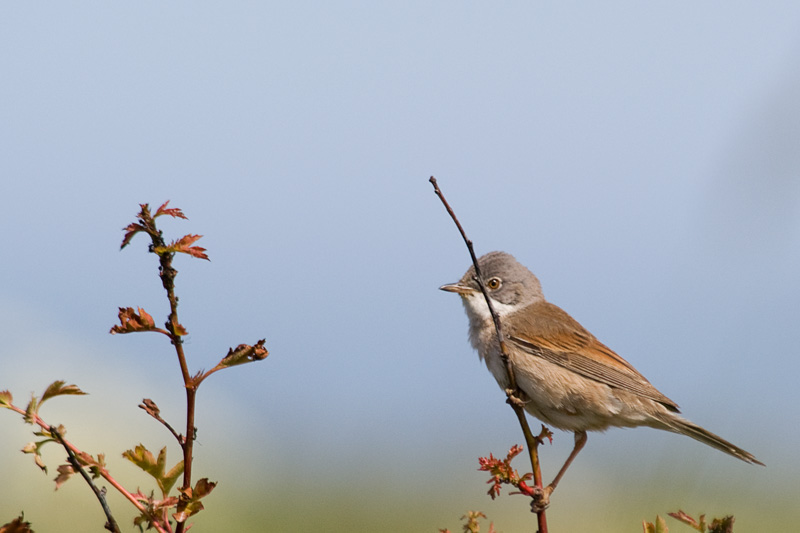 Whitethroat