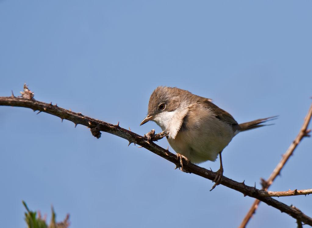 Whitethroat