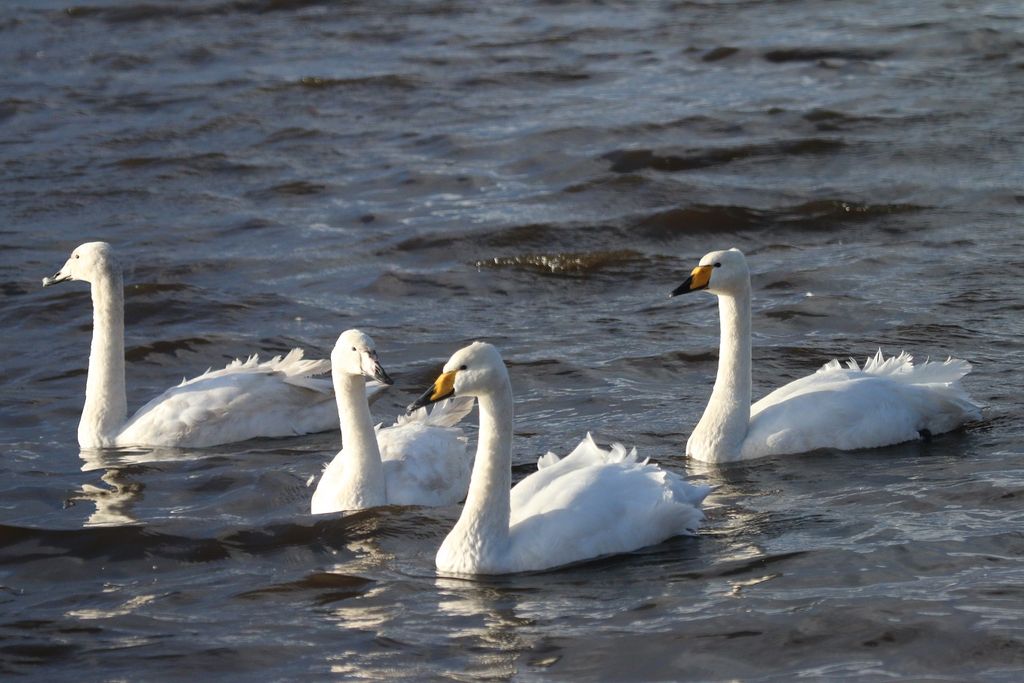 Whooper Swan family