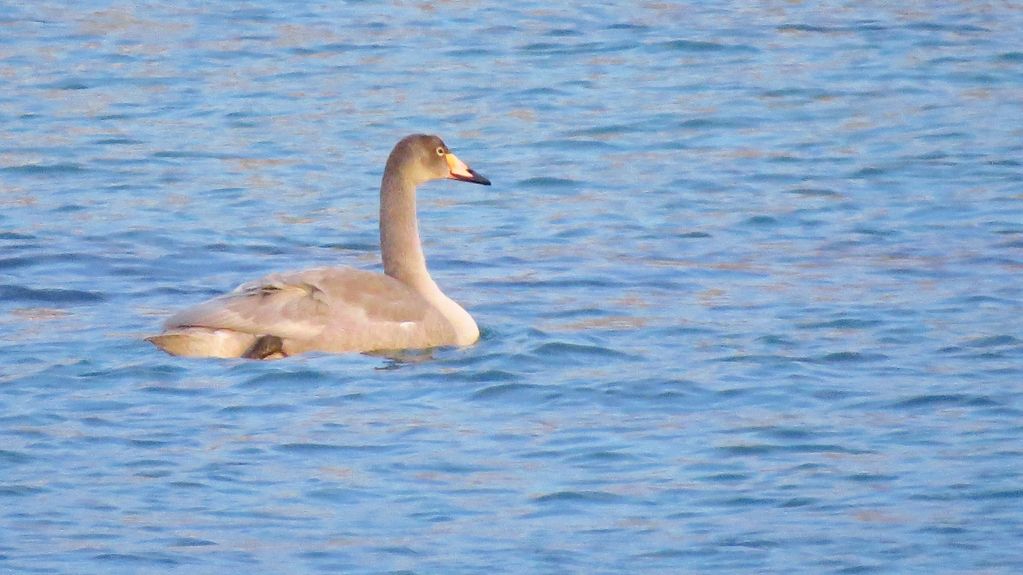 Whooper Swan (juvenile)