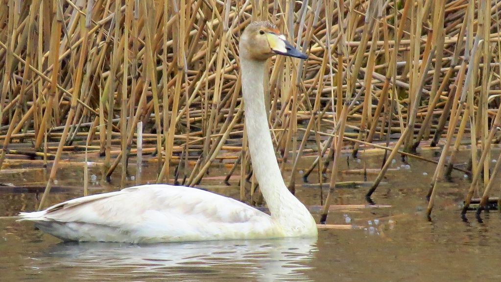 Whooper Swan (juvenile)