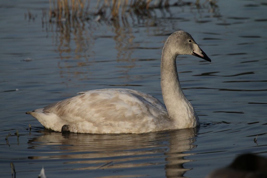 Whooper Swan juvenile