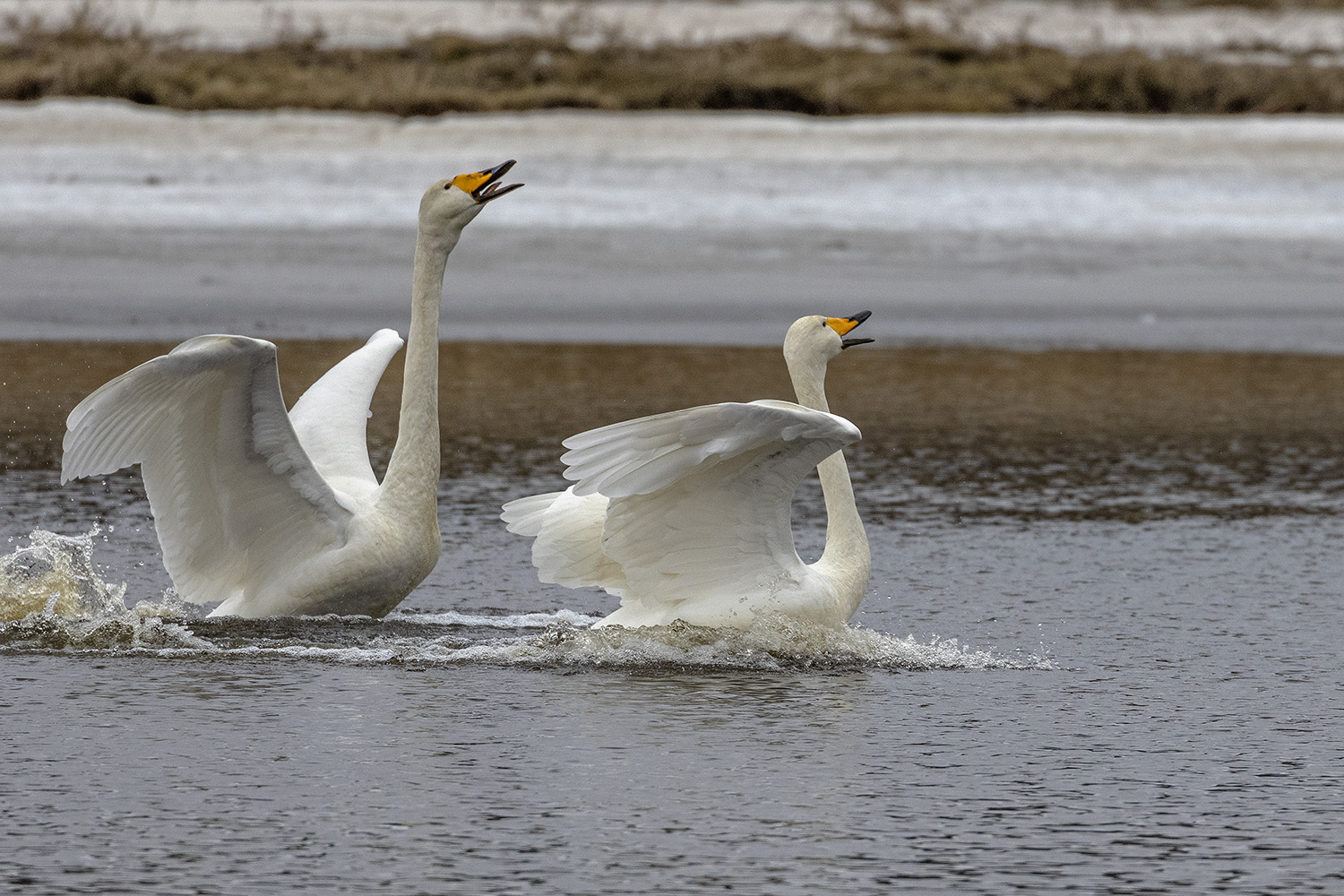 Whooper Swans announcing their arrival