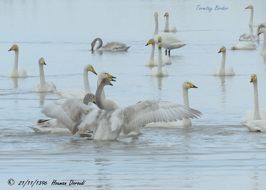 Whooper Swans