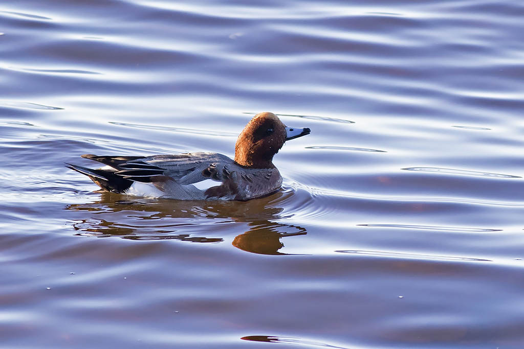 Wigeon