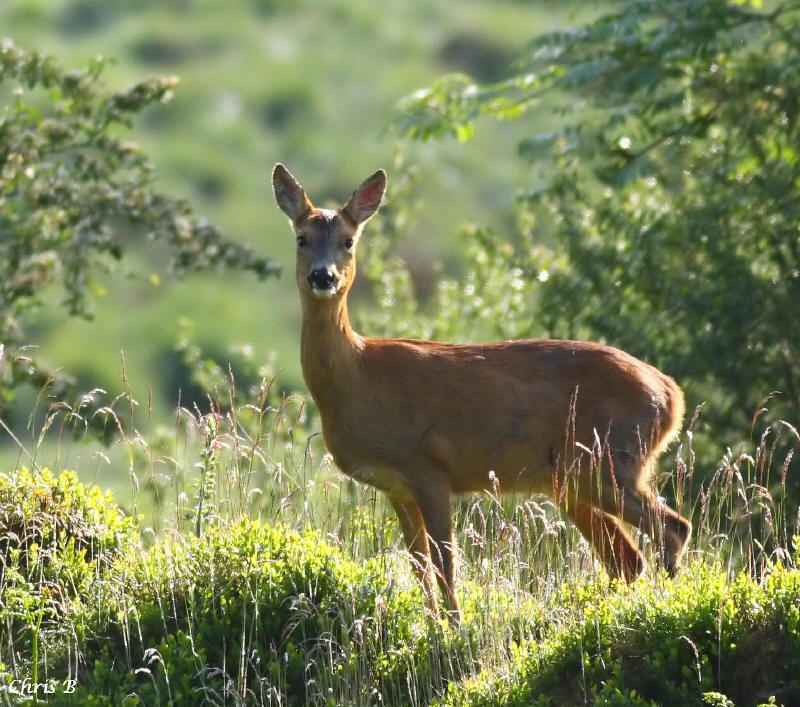 Wild Deer