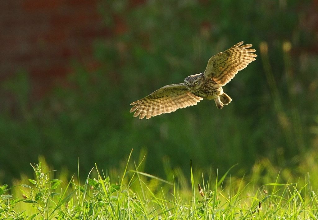 Wild little owl