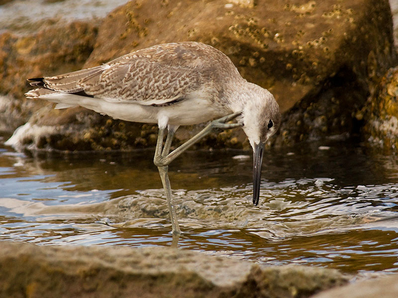 Willets' Got an Itch