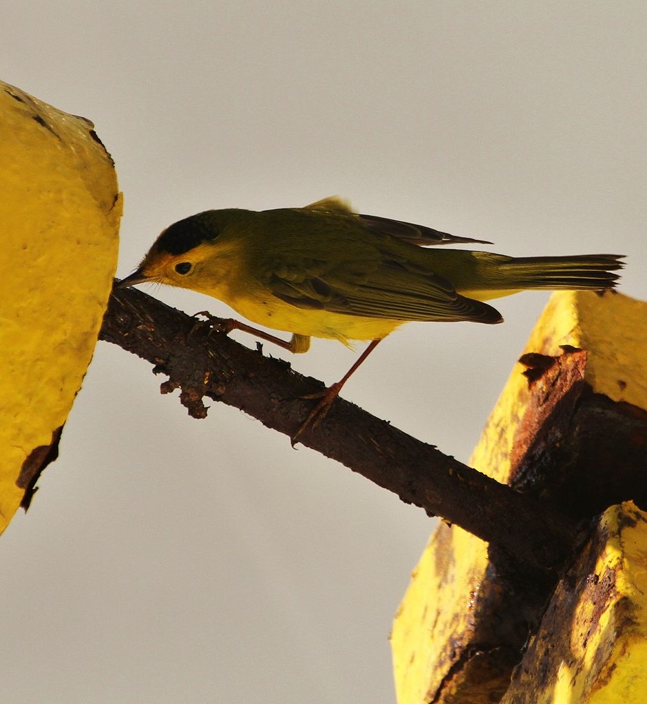 Wilson's Warbler