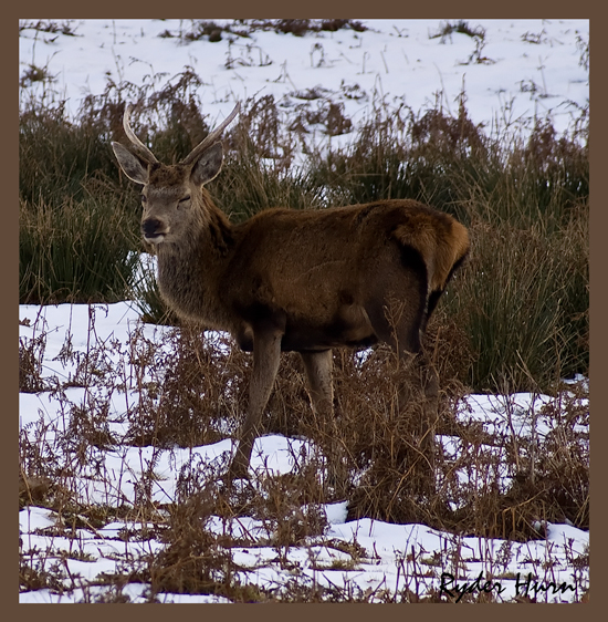 Winking Deer