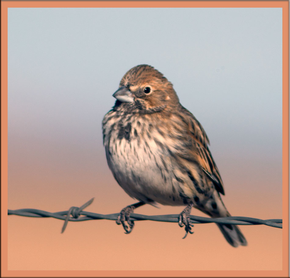 Wintering Lark Bunting