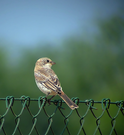 Woodchat