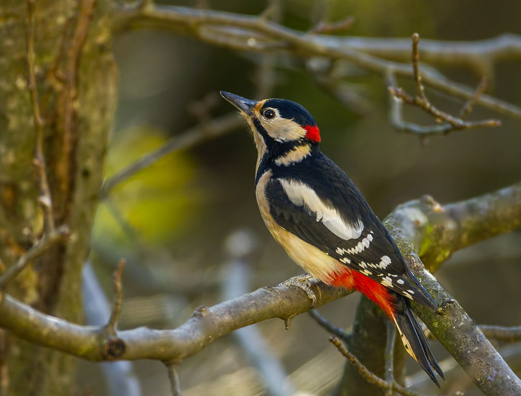 woodpecker - male