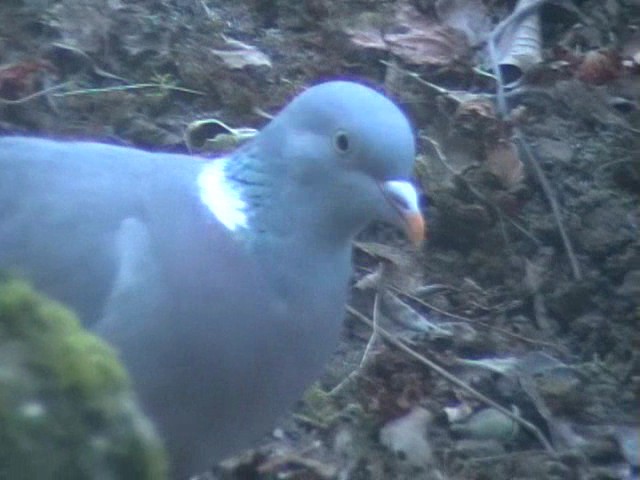 Woodpigeon