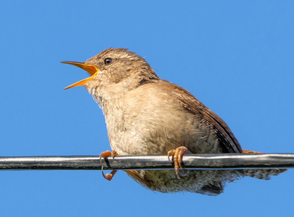 Wren in song2