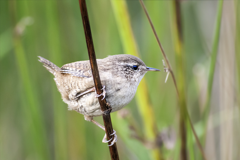 Wren