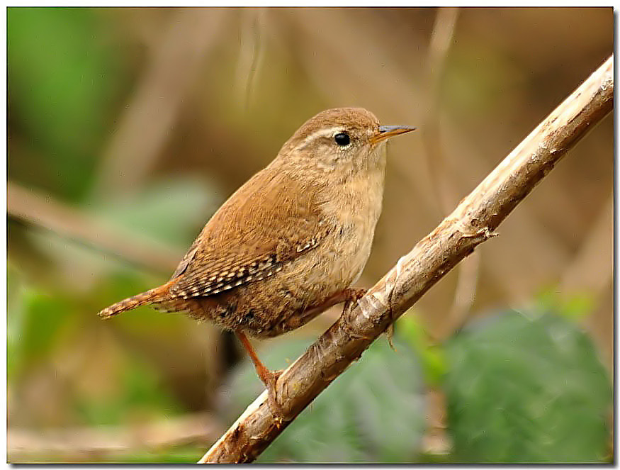 Wren