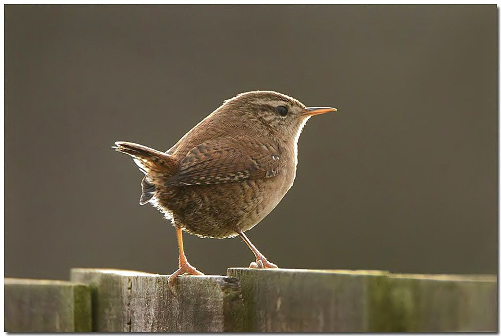 Wren