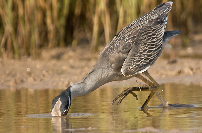 Yellow-crowned Night Heron #2