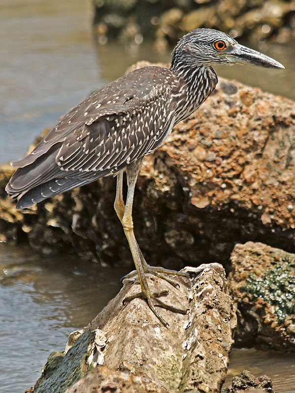 Yellow-crowned Night-Heron